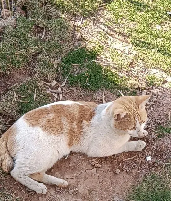 自家豹猫被霍霍了，生下一窝三花猫，凶手果然是经常喂的流浪猫