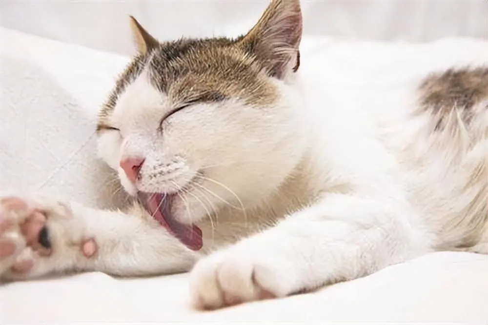 猫咪“毛球症状”一般有哪些表现呢？如何预防猫咪的“毛球症”？