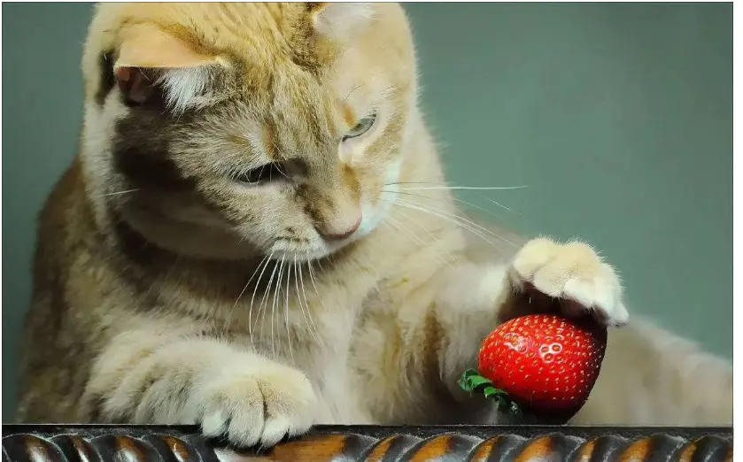 14种对猫有毒的水果——对猫造成的影响有哪些？