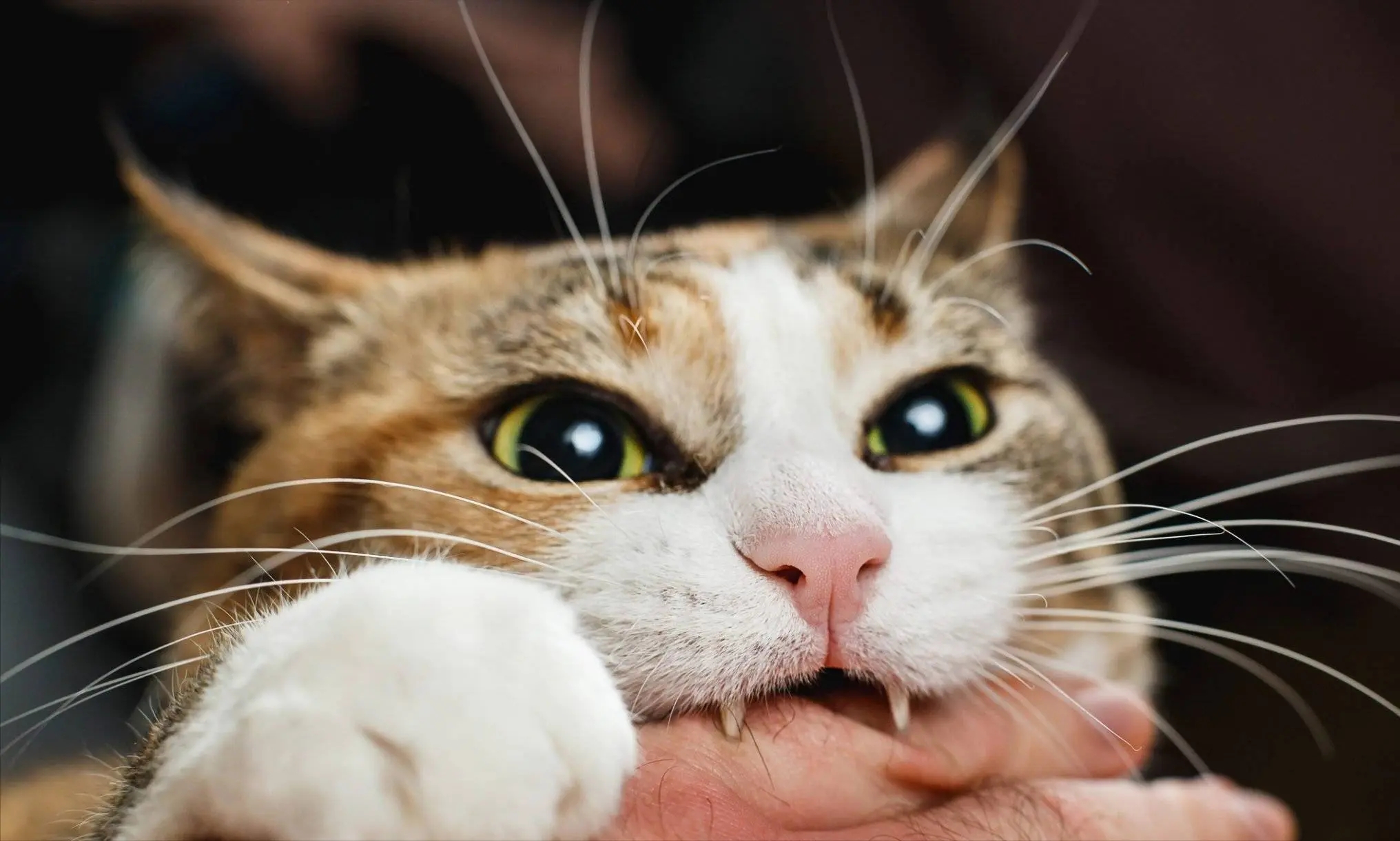 猫咪会咬人，这个现象是很常见的，有这些原因