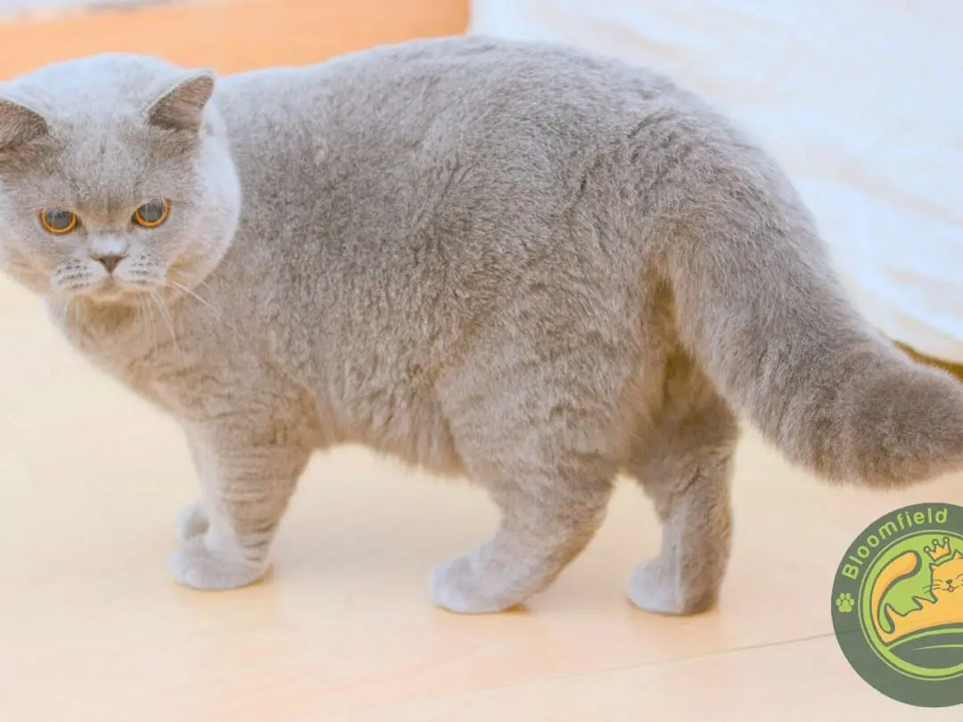 英短猫胖不是病，会要命！肥胖会对英短猫的健康造成巨大的影响