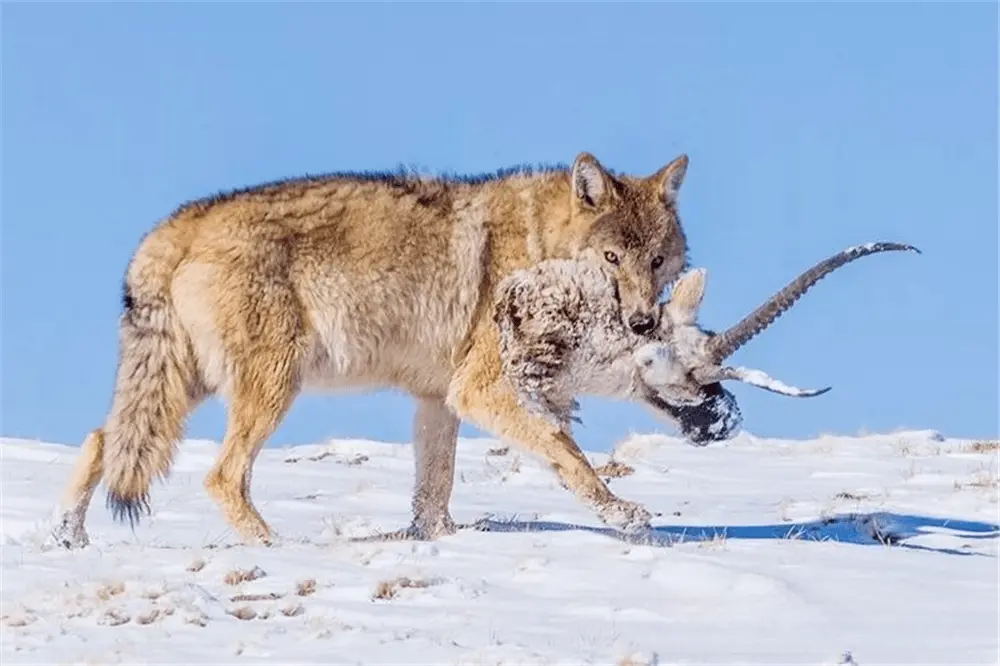 小狼遭遇金雕攻击惨遭猎杀，公狼叼来食物引出金雕，跃起2米咬伤金雕翅膀