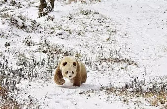 名叫“七仔”的大熊猫，出生毛是棕色，被父母抛弃，今年又是喜当爹！