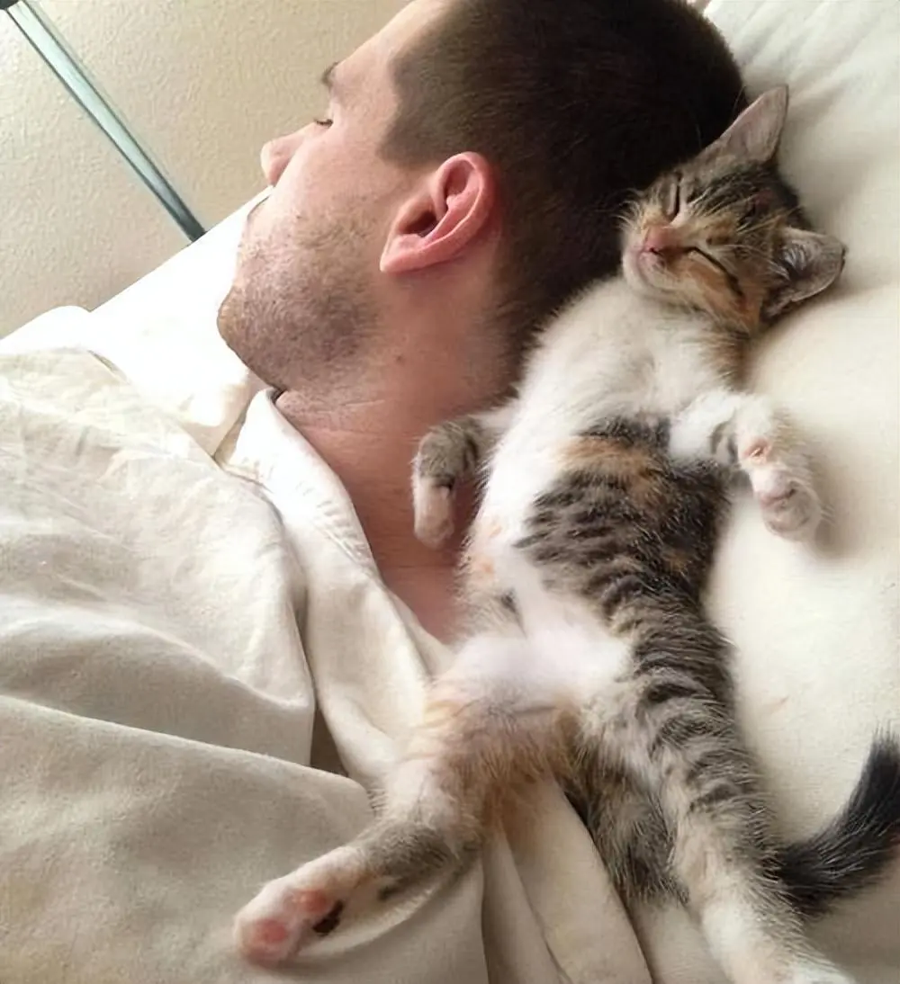 猫咪喜欢睡你脑袋旁边？看完这些原因，忽然觉得好暖心