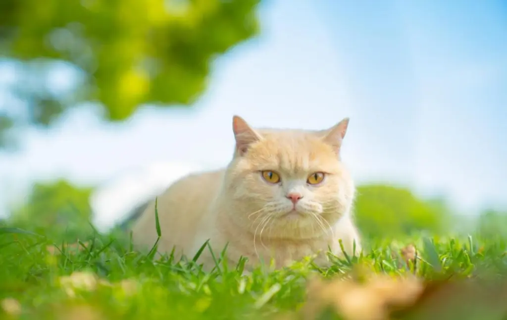猫咪呕吐是什么原因导致的？如何避免这种情况发生呢？