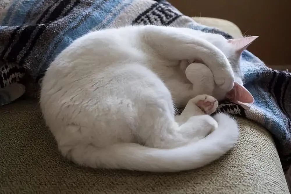猫咪为什么喜欢“捂着脸”睡觉？其实有这4点原因
