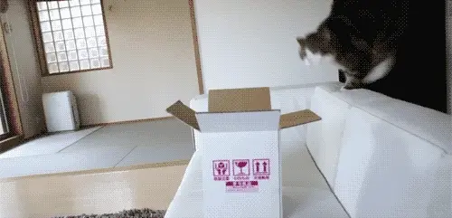 猫咪与纸箱的可爱照片：哪只小猫能抵挡纸箱的诱惑？