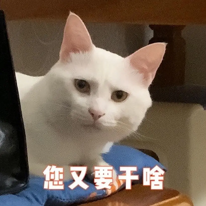 猫咪和人类相处久了，会听得懂主人的说的话吗？