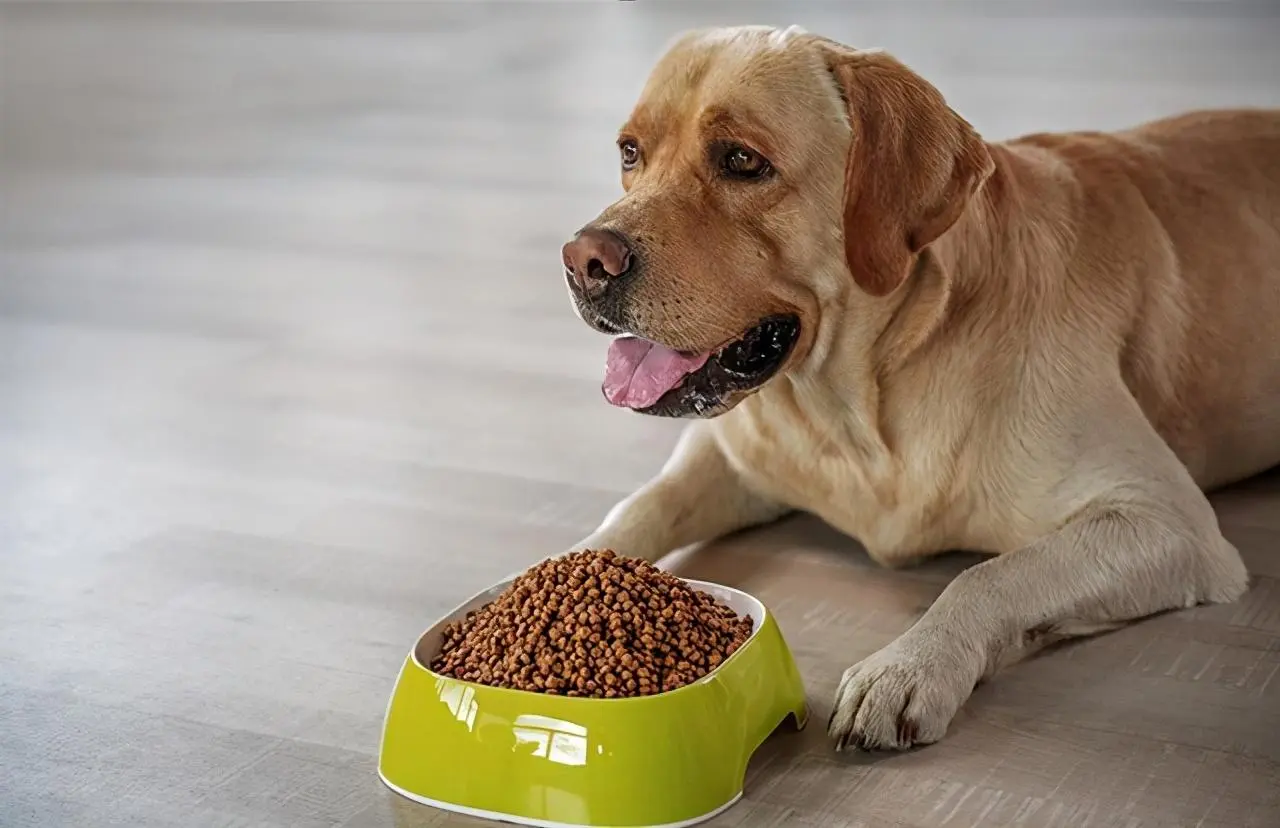 狗狗究竟吃什么狗粮比较好呢？要怎么去为狗狗挑选一款优质的狗粮呢？
