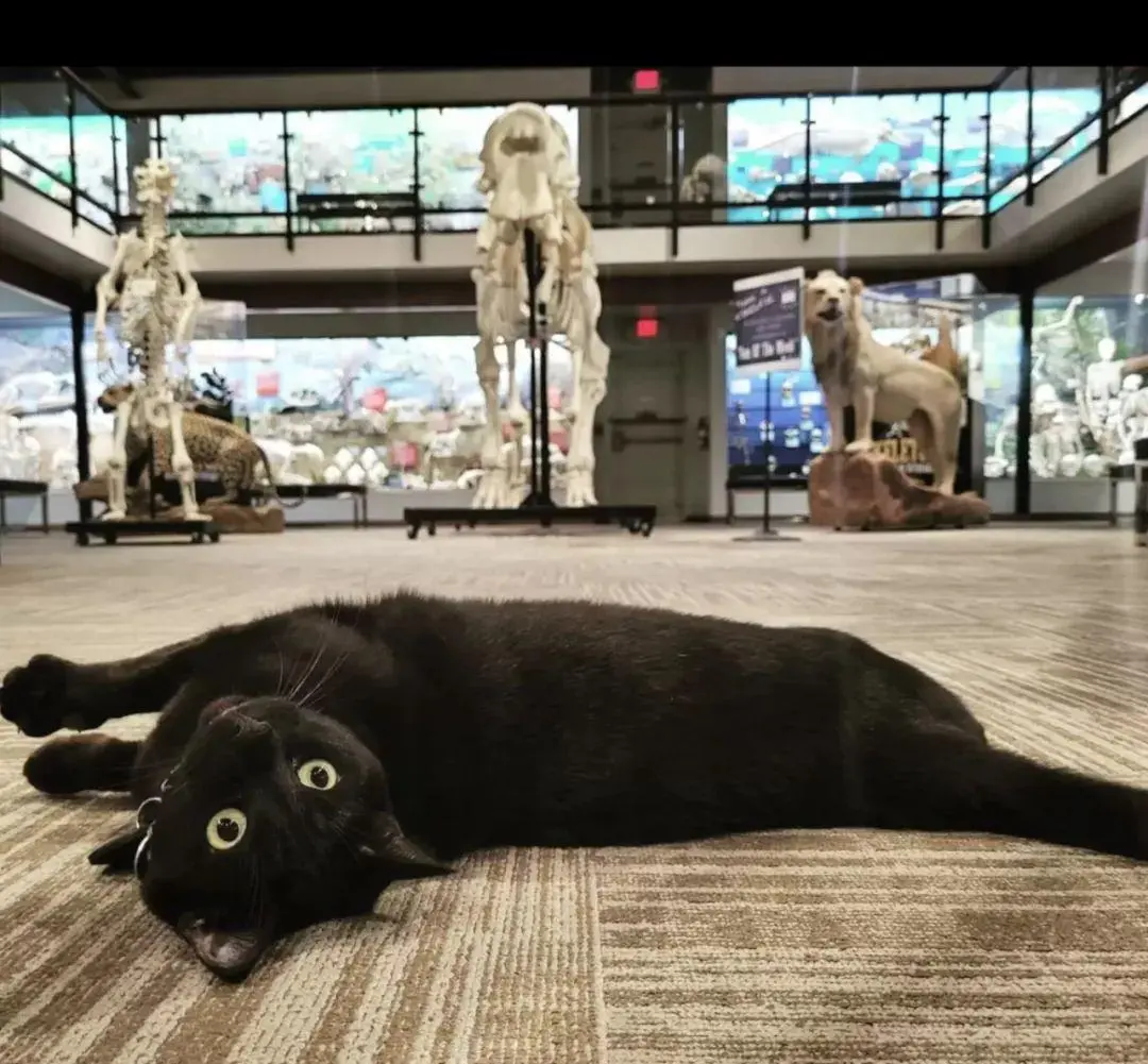猫咪有幸被一家骨骼博物馆看上，被聘请为重要的工作人员