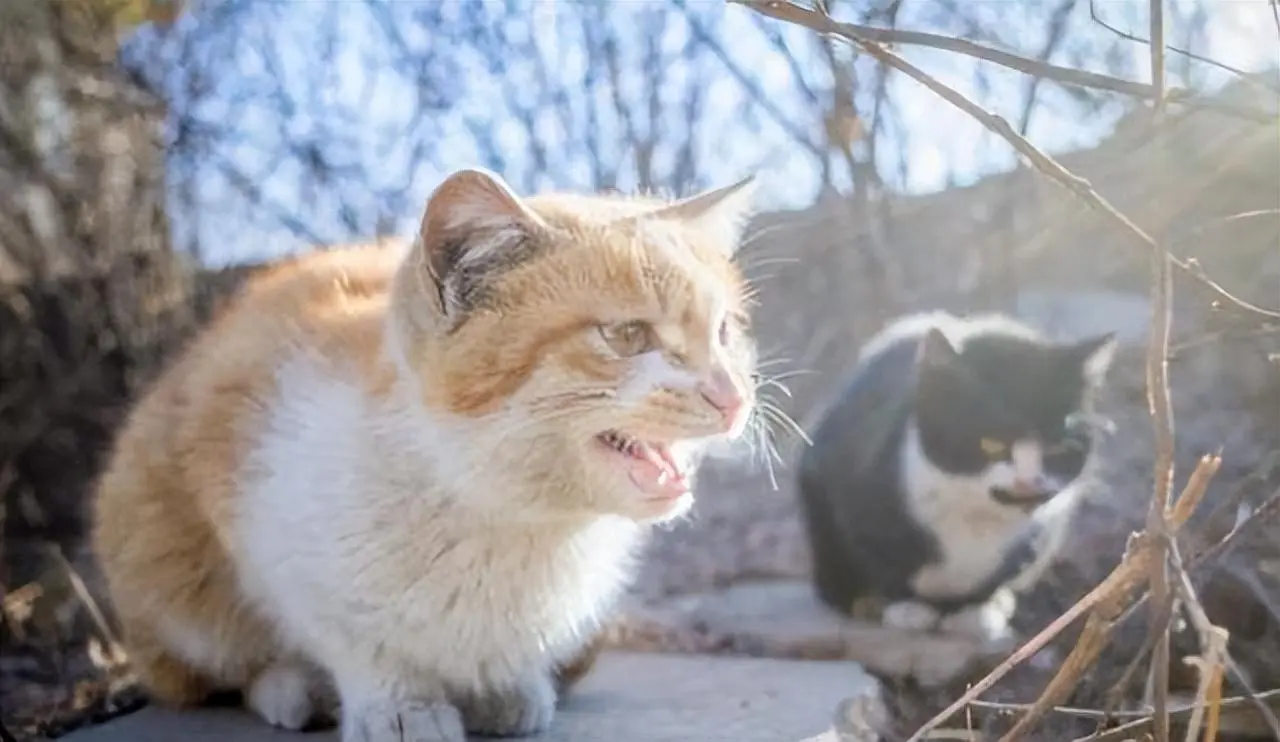 猫咪对人发出“嘶哈”声，是有哪些原因呢？