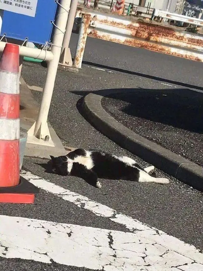 千万不要随便抛弃宠物猫，会有这几种后果，难以想象