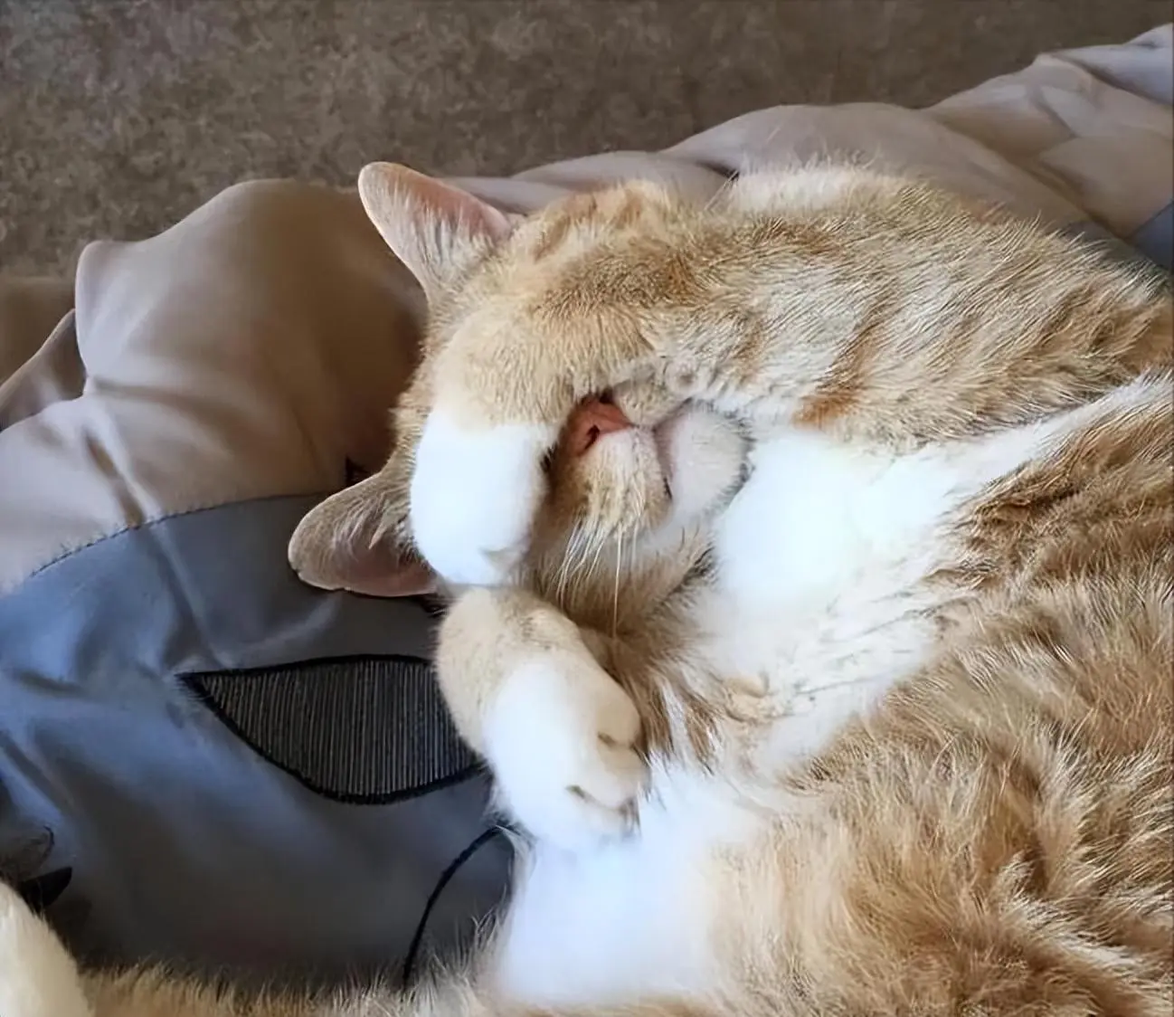 猫咪为什么喜欢“捂着脸”睡觉？其实有这4点原因