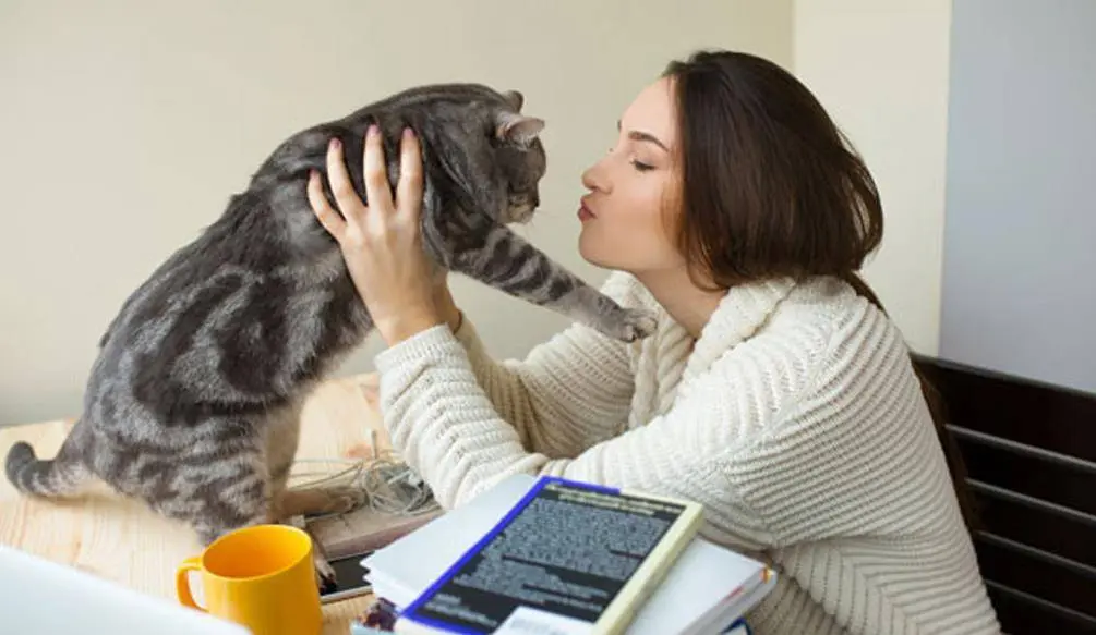99％的猫咪都“讨厌”的7件事，做了会让猫咪很反感你！