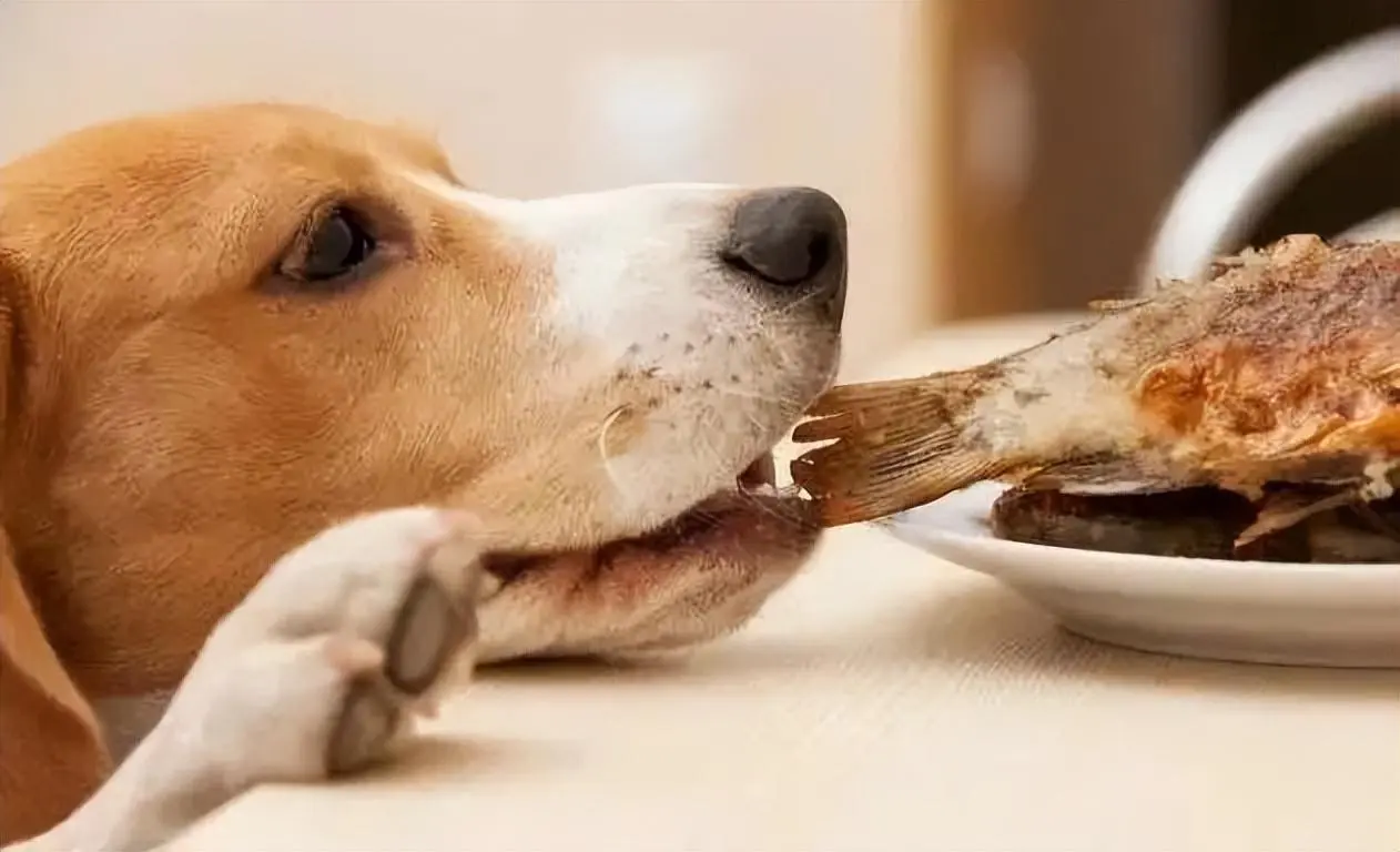 怎么给狗补钙还补出毛病来了呢？过量补钙对狗造成什么危害吗？