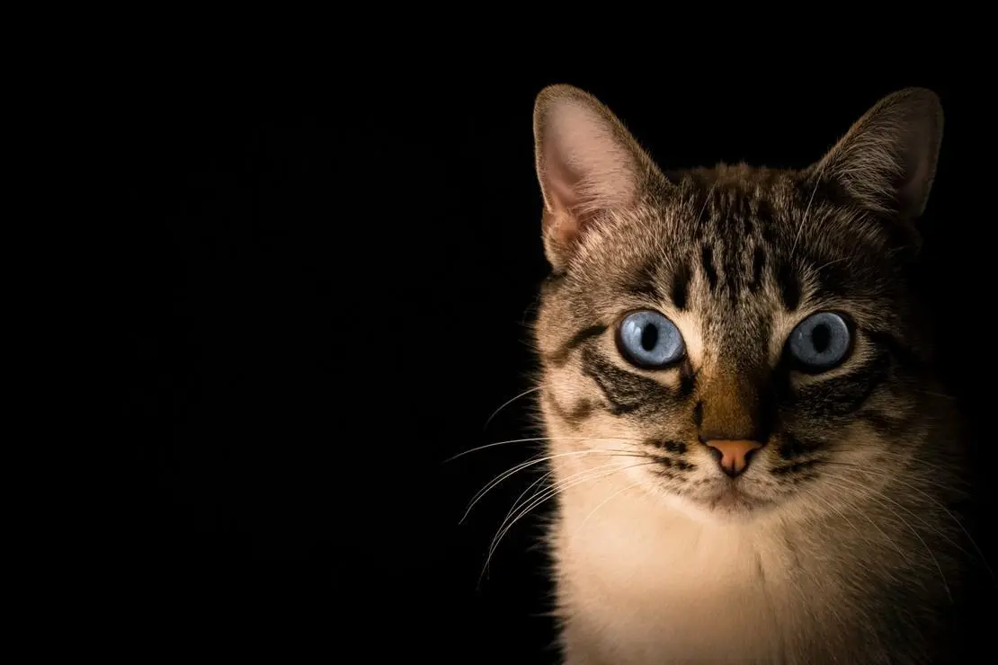 兽医恐怖故事：食物中毒引发的猫泛血球减少症