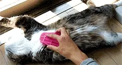 猫咪有毛球症会让它很不舒服，可以试试这些方法！
