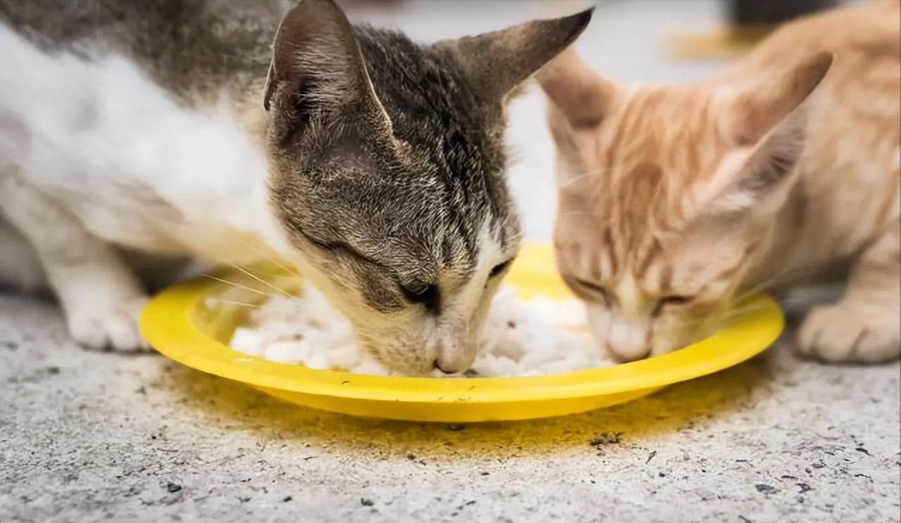 伤猫第一名！人类很多食物对猫咪伤害是很大的，千万不要随便喂