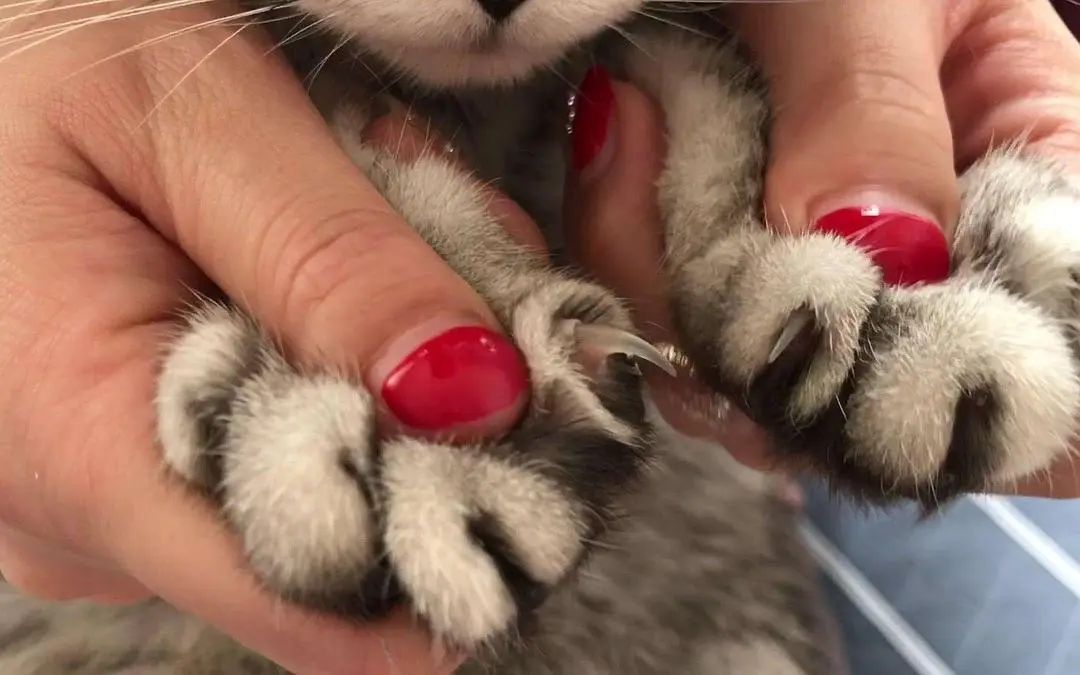 猫咪不让你“摸爪子”的5个原因，你都知道吗？