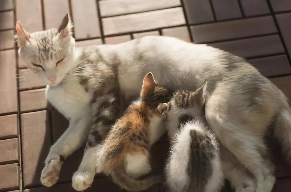 千万不要随便抛弃宠物猫，会有这几种后果，难以想象