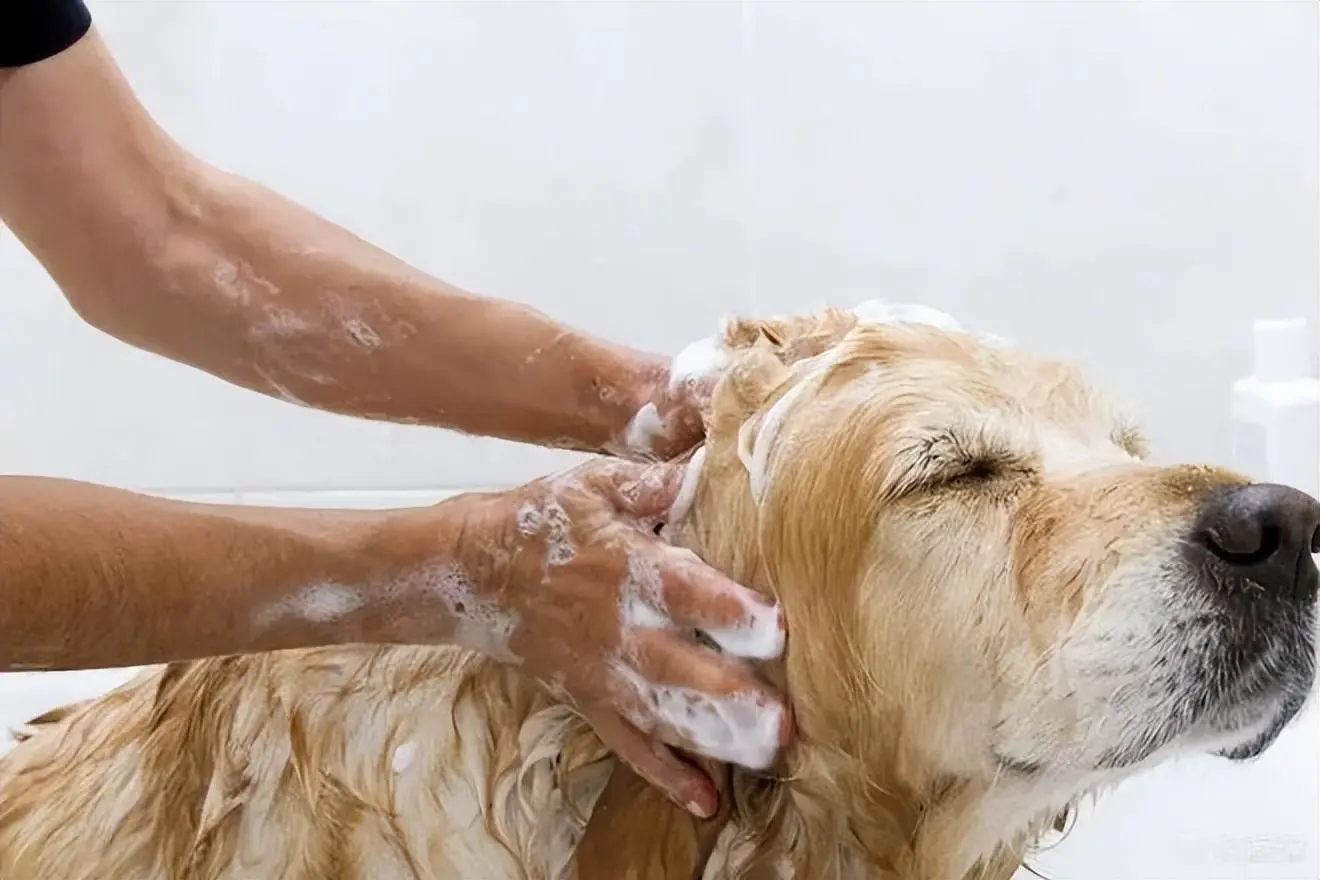 狗狗可以每天都洗澡？小心把狗洗出病来！