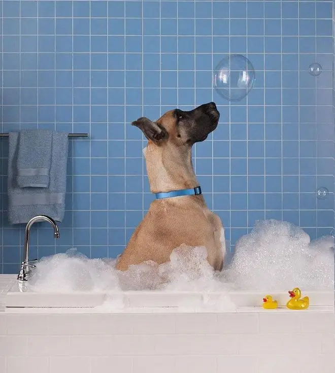狗狗可以每天都洗澡？小心把狗洗出病来！