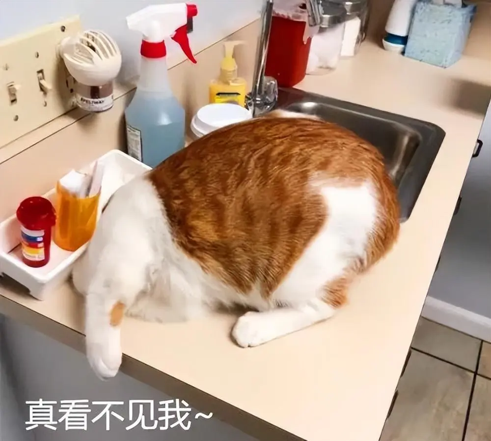 猫咪和人类相处久了，会听得懂主人的说的话吗？