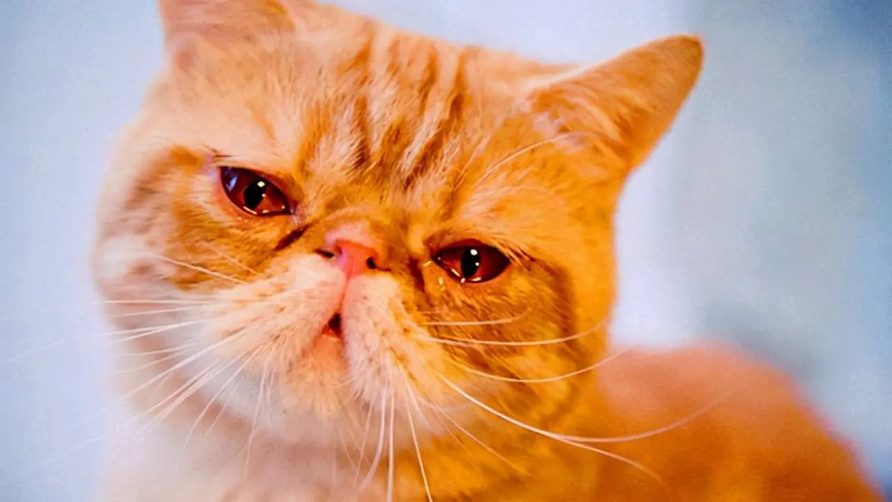 养猫常识：当猫咪出现了泪痕，怎么办呢？