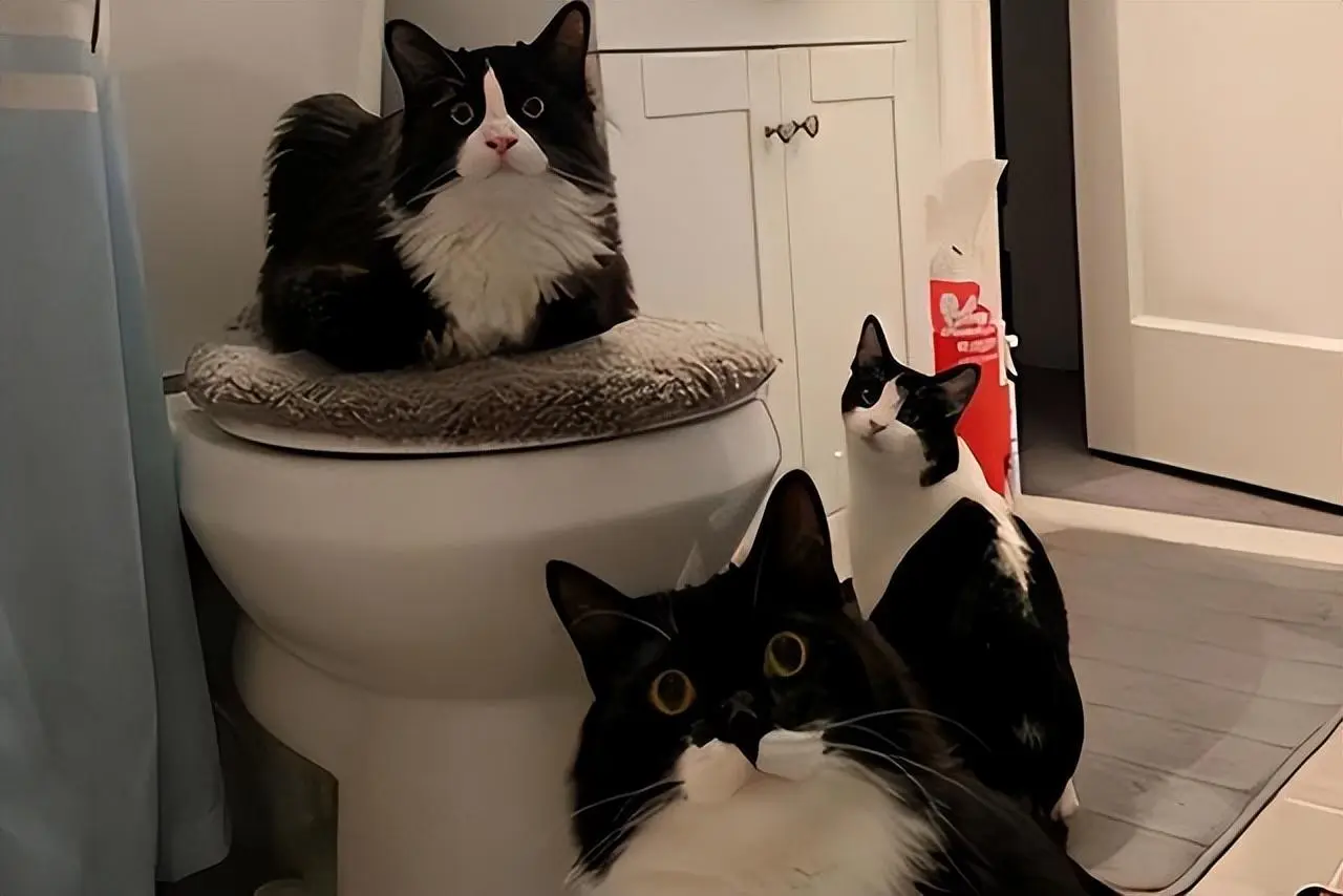 原来主人上厕所，在猫咪看来，它是这样认为的！