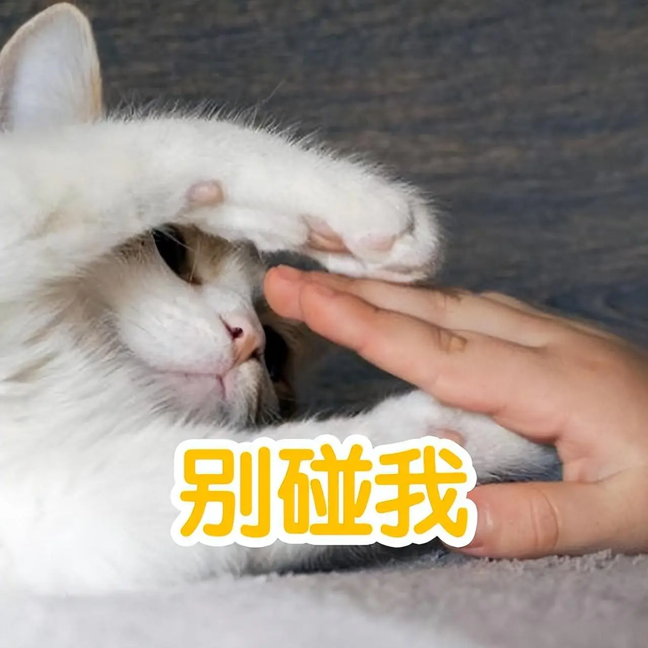 猫咪不让你“摸爪子”的5个原因，你都知道吗？