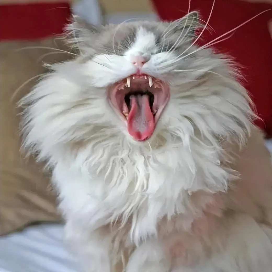 猫咪对人发出“嘶哈”声，是有哪些原因呢？
