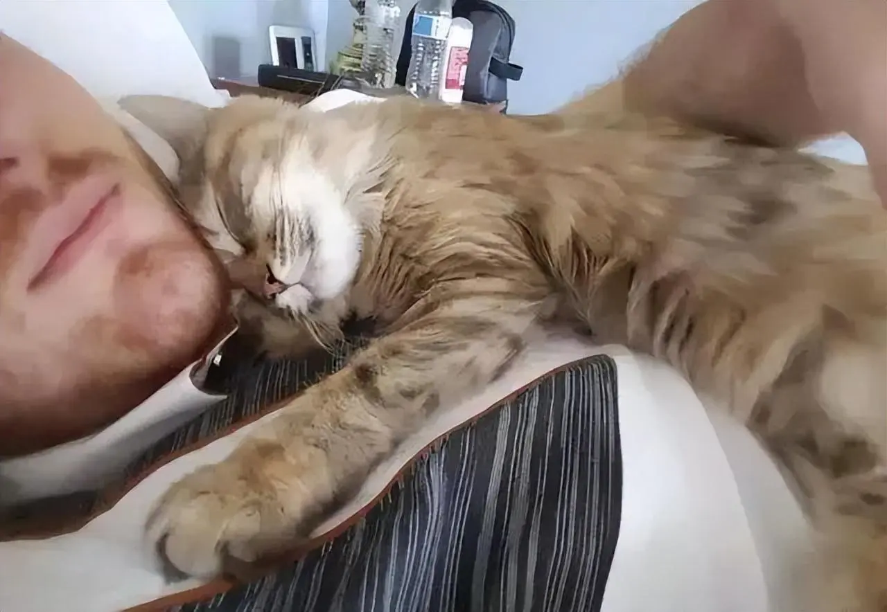 猫咪喜欢睡到主人身上？其实有这5个原因！