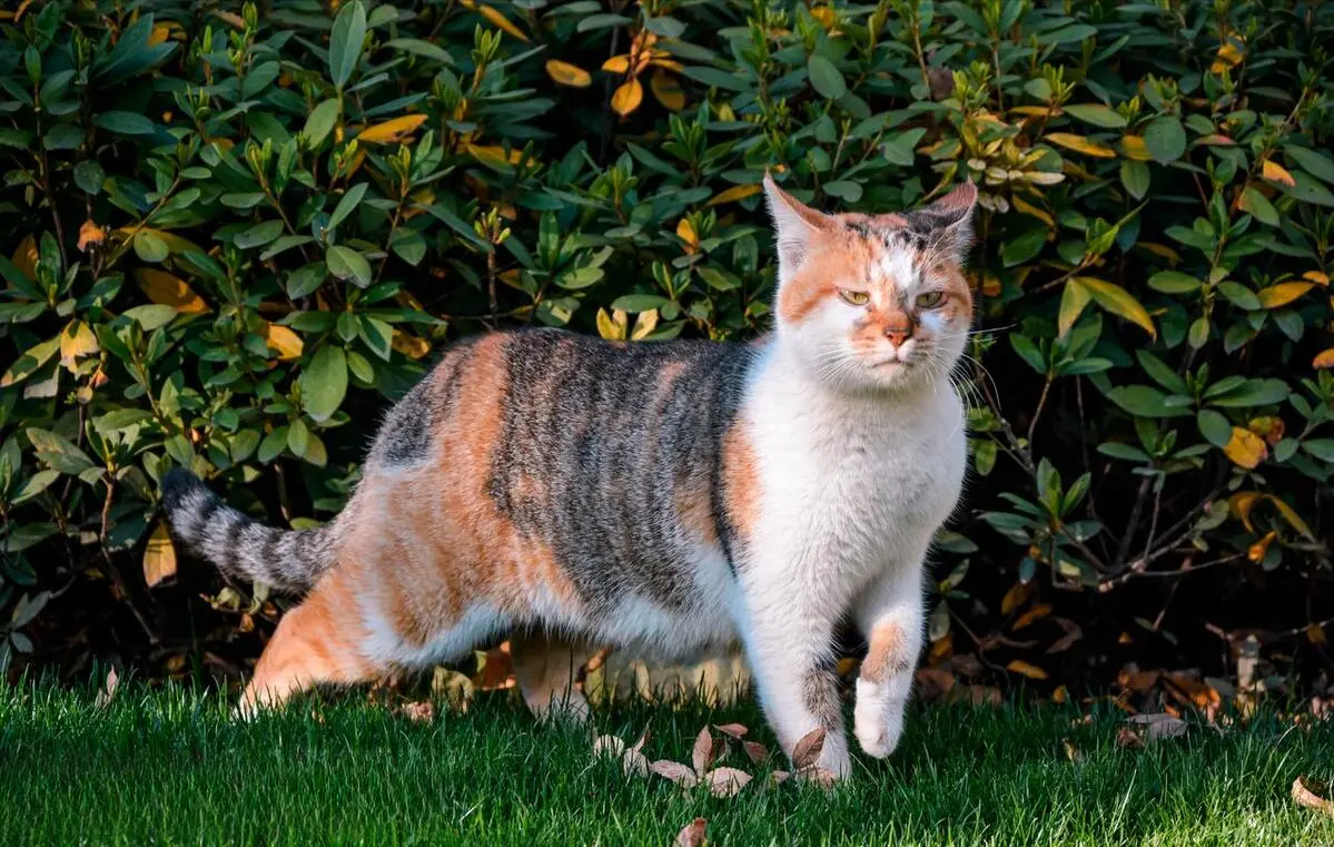 为什么三花猫逐渐在宠物市场“出圈”？看完你会喜欢三花猫吗？