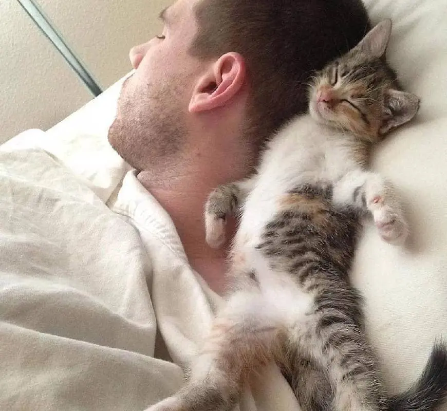 猫咪睡觉的位置，暴露了你在猫咪心中的地位，你想知道吗？