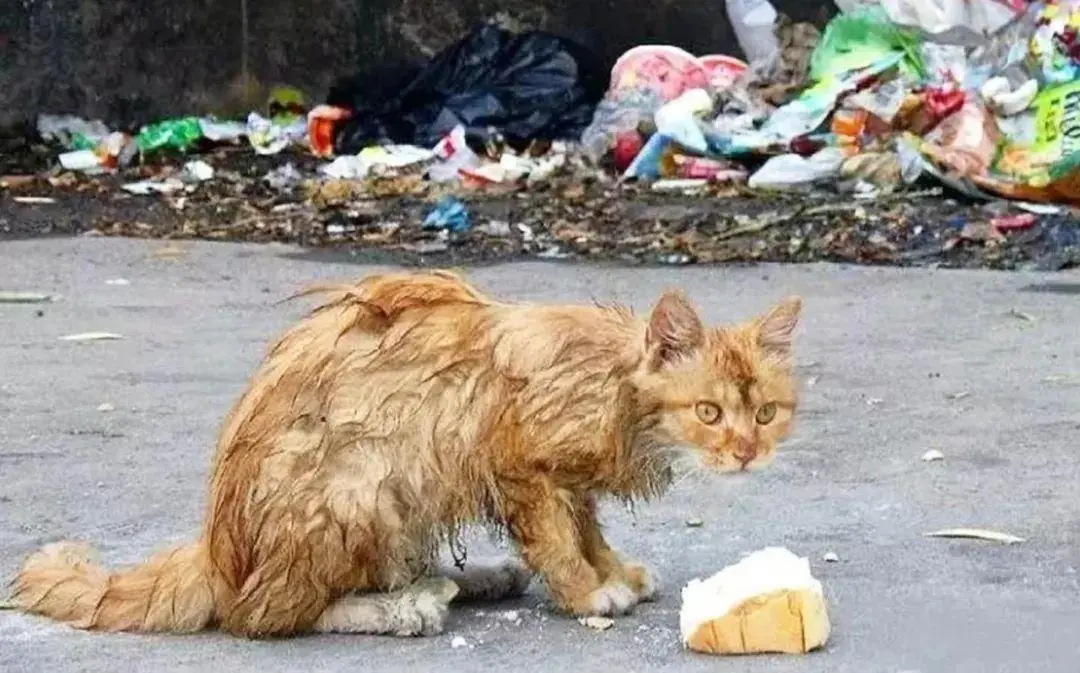 你知道流浪猫究竟有多辛苦吗？看完你就知道了！