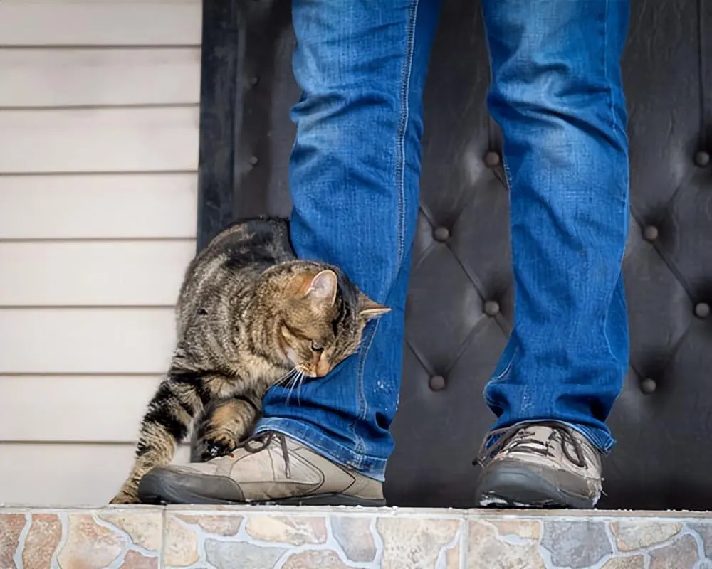 想知道猫咪是开心还是沮丧呢？从它的尾巴能看出来，装不出来的