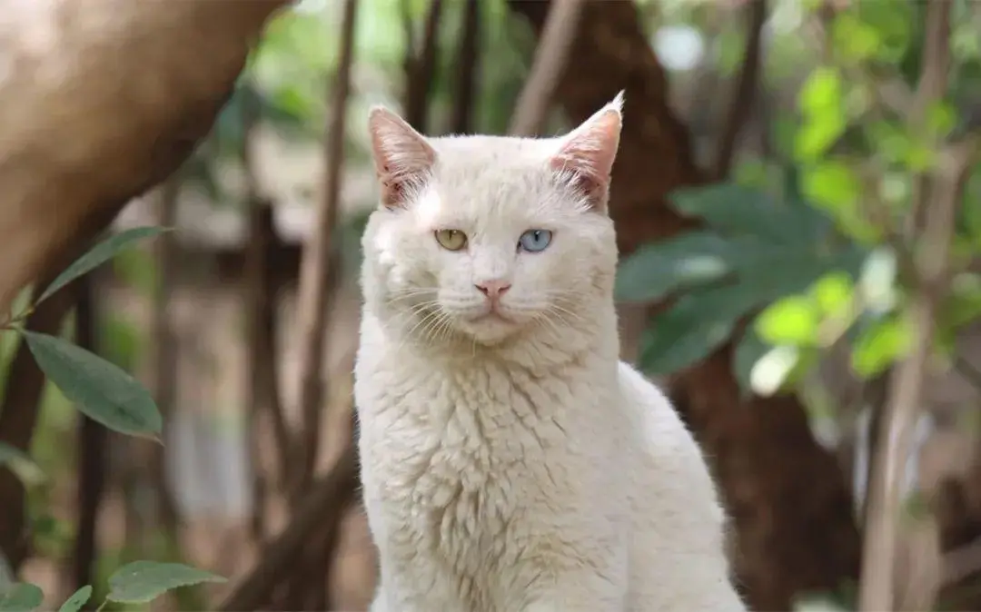 国外一位名叫Amanda网友遇到一只白色异瞳狮子猫，简直神仙颜值！