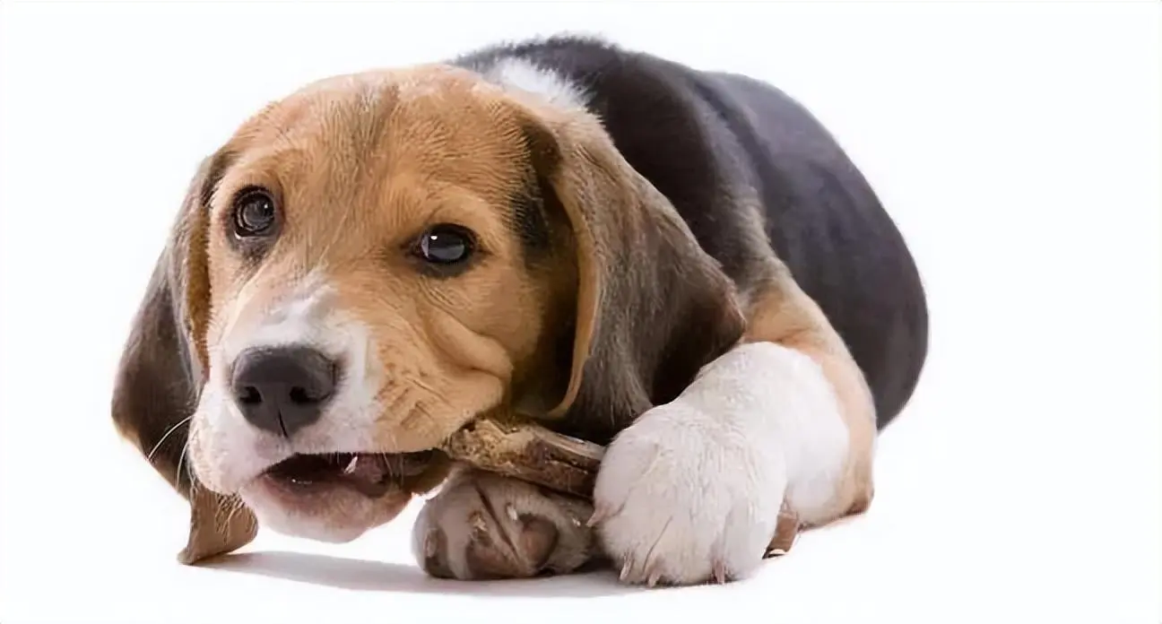 怎么给狗补钙还补出毛病来了呢？过量补钙对狗造成什么危害吗？