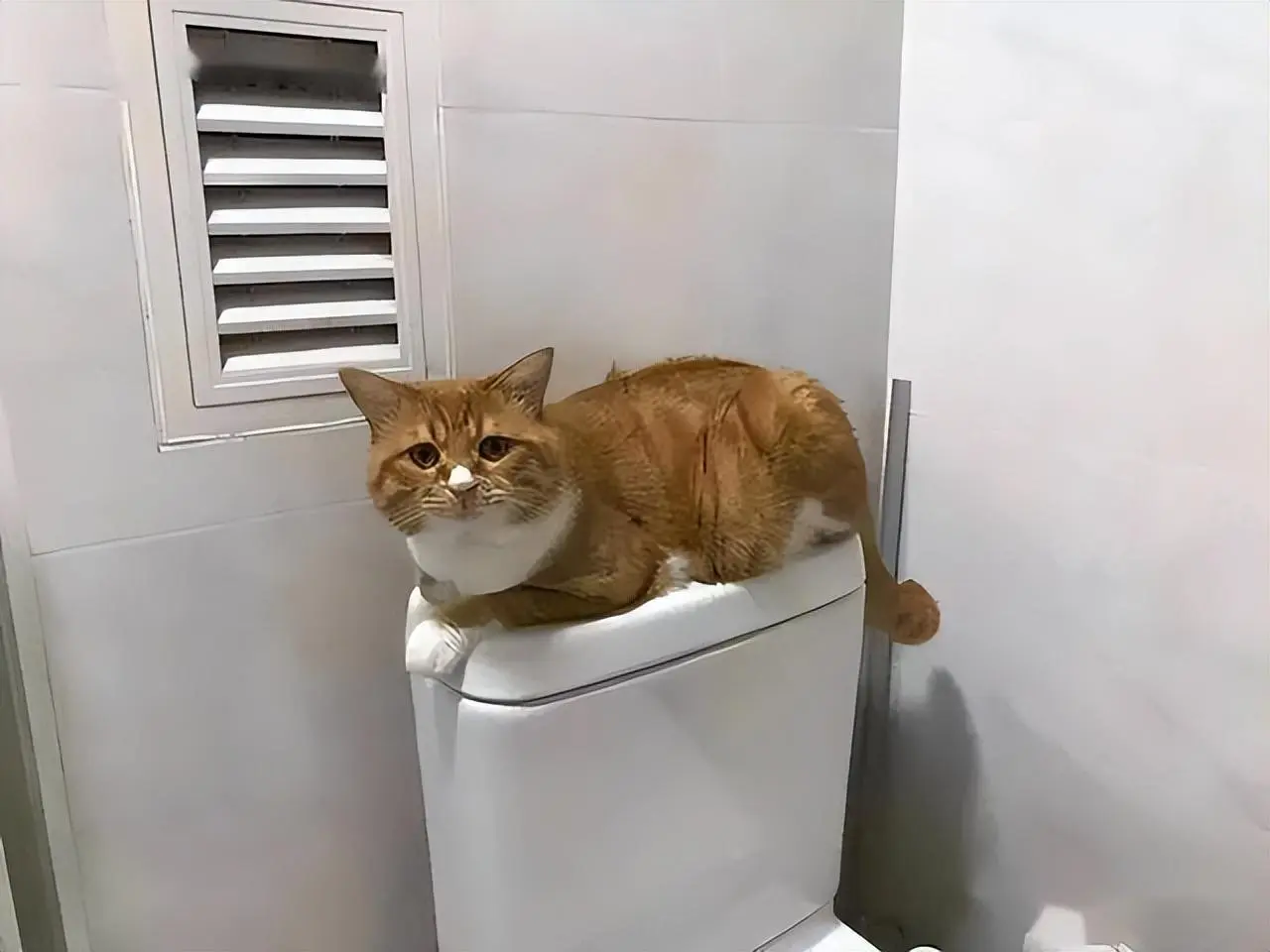 原来主人上厕所，在猫咪看来，它是这样认为的！