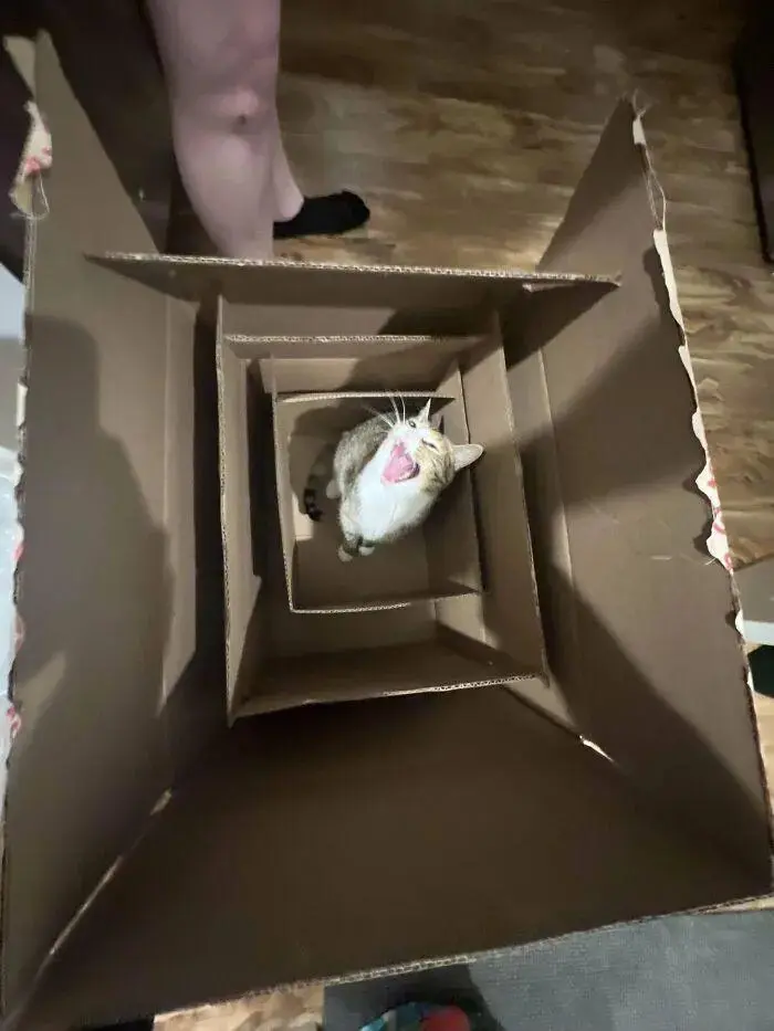 猫咪与纸箱的可爱照片：哪只小猫能抵挡纸箱的诱惑？