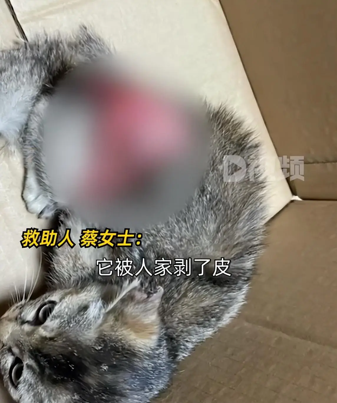 猫咪被剥皮扔在路边，画面极其残忍，女子花2万救援流浪猫