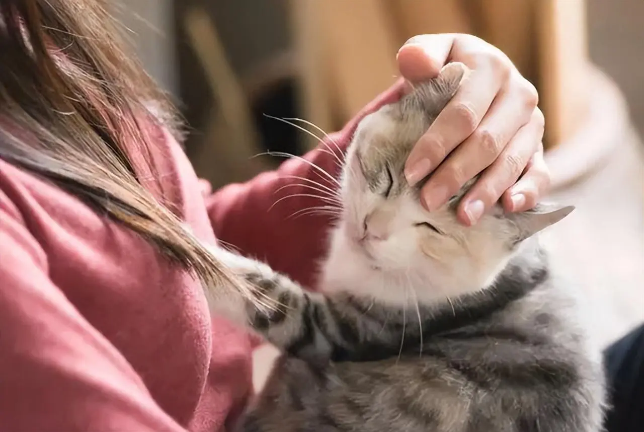 猫猫总是在你脚边晃来晃去，这是为什么呢？