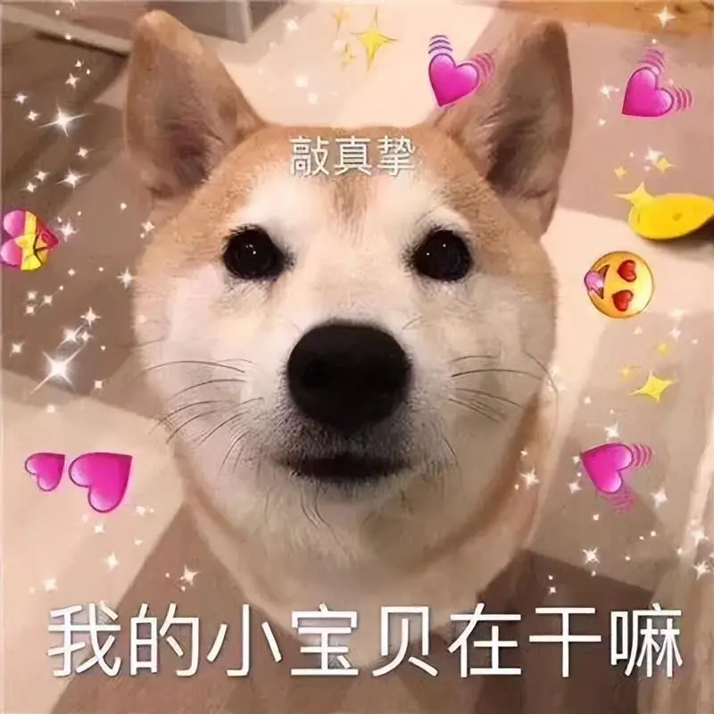 2023年“难养”犬种公布，最好不要养这些难养的狗！