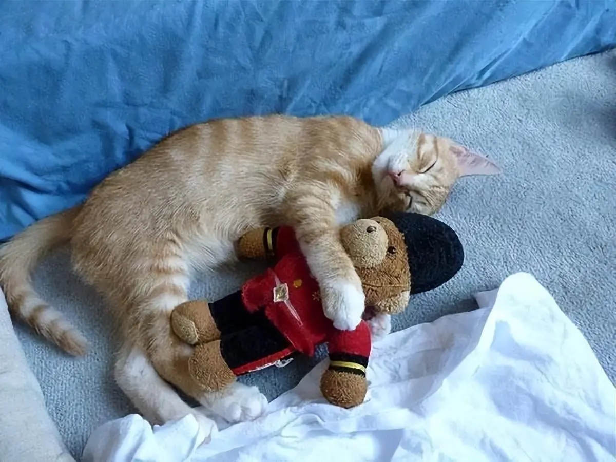 猫咪要是“缺爱”的话，通常会用这些方式睡觉！