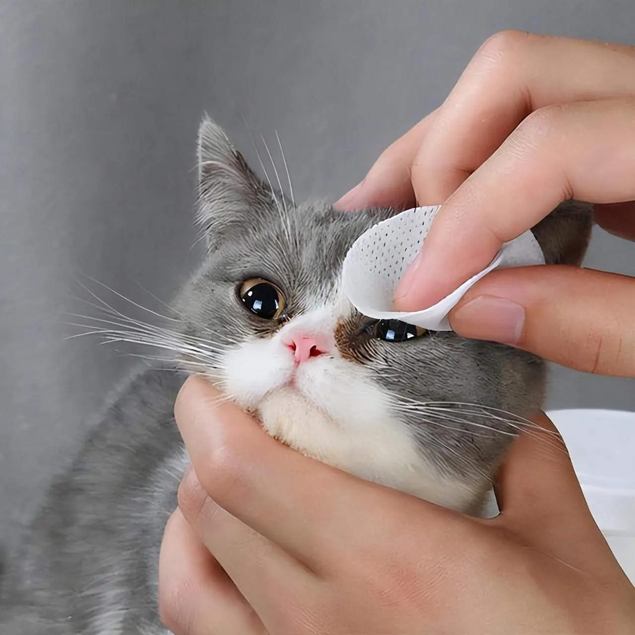 养猫常识：当猫咪出现了泪痕，怎么办呢？