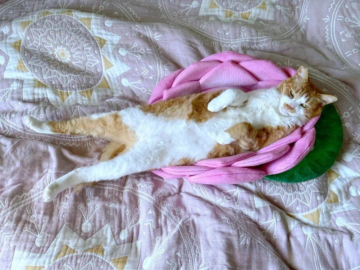 霸气猫咪把莲花座睡塌方，这睡姿看起来太豪迈了啊！