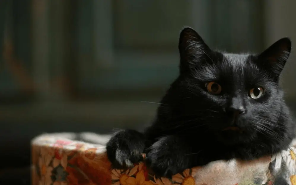 英国一只黑猫在收容所里等待了230天，却还是完全没有人愿意收留它
