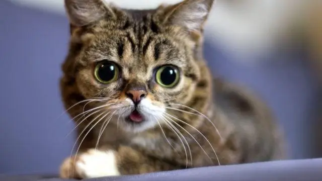 猫影片艺术节：我们为何对猫咪如此痴迷？