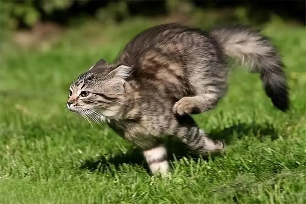 猫咪突然来回疯狂地奔跑，是在干嘛？原因估计你很难想象