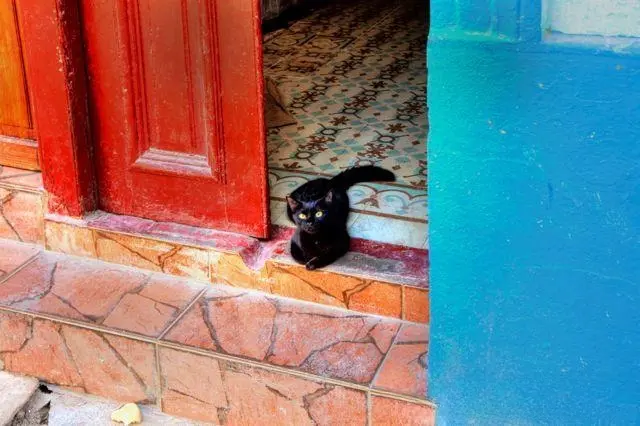 原本对宠物很"无情"的记者来古巴后，爱上一只流浪小猫……